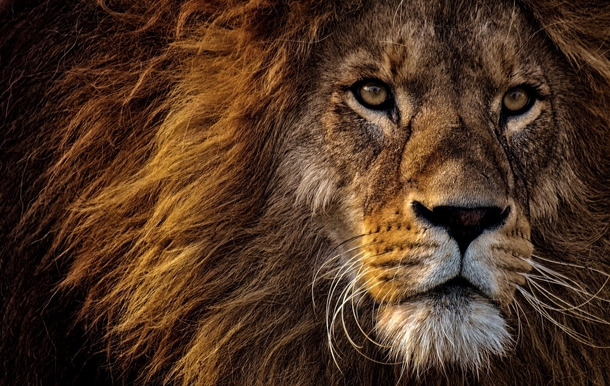 Survival Lessons From A Lion